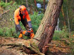 How Our Tree Care Process Works  in  Winnsboro, TX